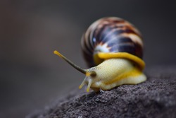 The life of white snails in the wild. The background of a snail with a unique shell pattern. Snail from Indonesia - Wildlife photography