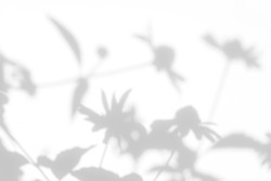 Gray shadows of the flowers on a white wall. Abstract neutral nature concept background. Space for text. Blurred, defocused. Overlay effect for photo.