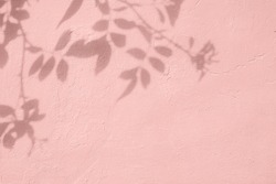Shadow of rose leaves on pink concrete wall texture with roughness and irregularities. Abstract trendy colored nature concept background. Copy space for text overlay, poster mockup flat lay 