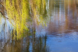 Weeping willow tree and reflection in pond water