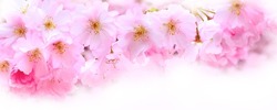 Holiday banner background with spring pink cherry blossom, sakura flowers branch