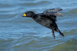 Adult male Black Scoter (Melanitta americana) landing at Atlantic Ocean, Ocean County, New Jersey, USA.