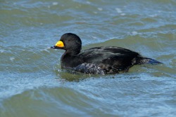 Adult male Black Scoter (Melanitta americana) swimming in the Atlantic Ocean in Ocean County, New Jersey, USA, during early spring.