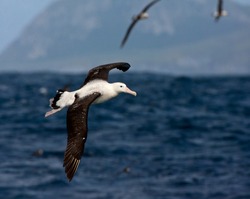 Adult of the critically endangered Tristan Albatross (Diomedea dabbenena) in flight at sea off Gough island. Other seabirds in the background.