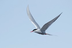 Adult breeding Arctic Tern (Sterna paradisaea) flying over the tundra of Churchill, Manitoba, Canada. With blue sky as a background.