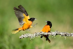 Two fighting males Baltimore Oriole (Icterus galbula) during spring migration at Galveston County, Texas, United States. Perched on a branch.