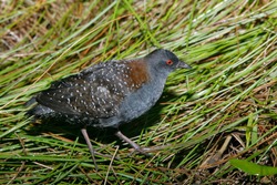Adult male Black Rail (Laterallus jamaicensis) standing in a swamp during the night in Brazoria County, Texas, USA.