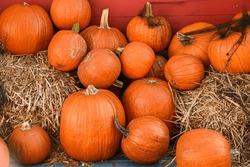 Pile of Pumpkins on Hay in Front of a Red Wooden Wall