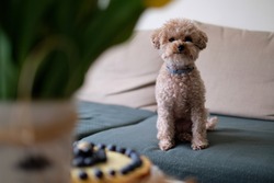 Little cute dog with a pie. Toypoodle.
