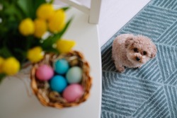 Little cute easter dog. Toypoodle with eggs and tulips.