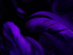 Beautiful abstract colorful black and purple feathers on white background and soft white pink feather texture on dark pattern and light blue background, colorful feather, purple banners