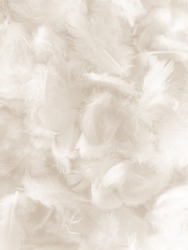Beautiful abstract gray and white feathers on white background, soft brown feather texture on white pattern background, gray feather background