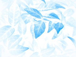 Beautiful abstract color gray and blue flowers on white background and dark  flower frame and blue leaves texture, blue background, dark blue graphics banner