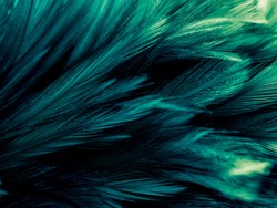 Beautiful abstract green feathers on dark background, soft yellow feather texture on green green background, feather background, green banners