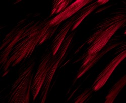 Beautiful abstract red feathers on dark background and soft white feather texture on red texture pattern and red background, pink feather wallpaper, love theme, wedding valentines day