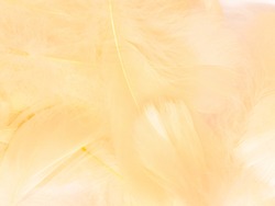 Beautiful abstract white and brown feathers on white background and soft yellow feather texture on white pattern and yellow background, feather background, gold feathers banners, brown texture