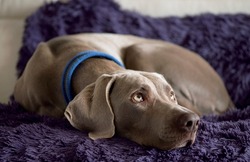 Weimaraner dog lying on a sofa