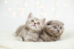 Funny cute kittens on the white background with light.Scottish fold cat.Copy space
