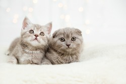 Funny cute kittens on the white background with light.Scottish fold cat.Copy space