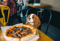 Dog at the table with pizza. Puppy Cavalier King Charles Spaniel in the cafe. Pet at city restaurant. Horizontal portrait