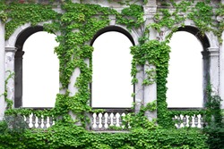 Stone arch covered with green ivy. Arch in greenery on a white background. 