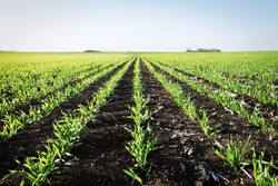Barley crop planted in narrow rows in spring in North Dakota.