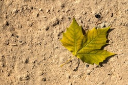 Yellow green autumn plane tree leaf lying on dry land in sunlight