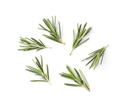 fresh rosemary isolated on white background. Top view
