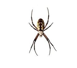 Yellow Garden Spider isolated against white background 