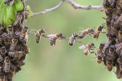 Trust in teamwork of bees linking two bee swarm parts. Bees make metaphor for concept of teamwork, cooperation, trust, community, bridging the gap, bridge, togetherness, connection, chain, nature.