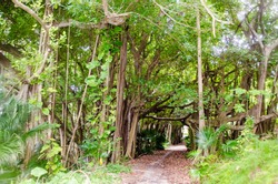 A banyon grove marks the entrance to Southlands, Bermuda