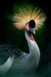 Jenjang Mahkota is Crowned Crane, Bird of Uganda Africa