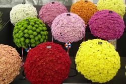 Colourful chrysanthemum balls at the Royal Horticultural Society Chelsea Flower Show in 2016
