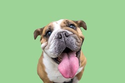 Close-up of an English bulldog with his tongue hanging out isolated on a green background.
