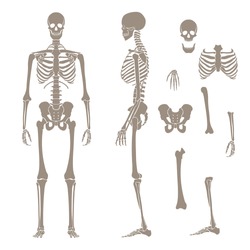 Human skeleton silhouette