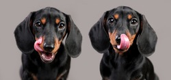 Portrait of a cute dachshund dog of black color in front of a dark background, the dog licks his face tongue