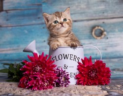 Portrait of beautiful fluffy brovn kitten playing. Cat, animal baby, kitten and flowers