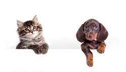 tabby fluffy kitten and dachshund puppy, banner, cat and dog