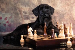  dog black miniature schnauzer plays chess, strategy, game, intelligence