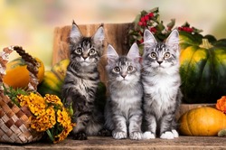 Adorable classic black tabby Maine Coon cat kitten and pumpkin