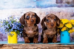 Dog dachshund brown-tan colors and merle,  tvo puppy