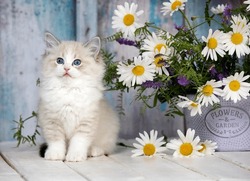 kitten adorable beautiful  baby animal regdoll cat breed