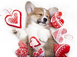 Puppy kissing a heart - Free Stock Photo by Muzz on Stockvault.net