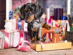dog in a tie and sewing machine, tailor for dogs Fashion designer
