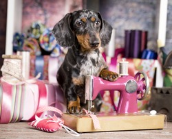 Dachshund dog in a tie and sewing machine, tailor for dogsFashion designer