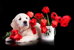 Cute labrador retriever puppy, and bouquet of flowers 