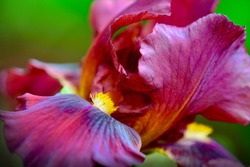 A close-up photo of Iris flower (Iridaceae family). Unusual burgundy flower on dark-green background; shallow depth of field