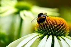 A close up photo of a bumblebee  (Bombus of Apidae family) on a coneflower. Selective focus, shallow depth of field.