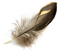 Duck feather close-up on a white isolated background. 