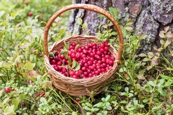 In a small wicker basket, there are fresh ripe lingonberries gathered in the forest. 